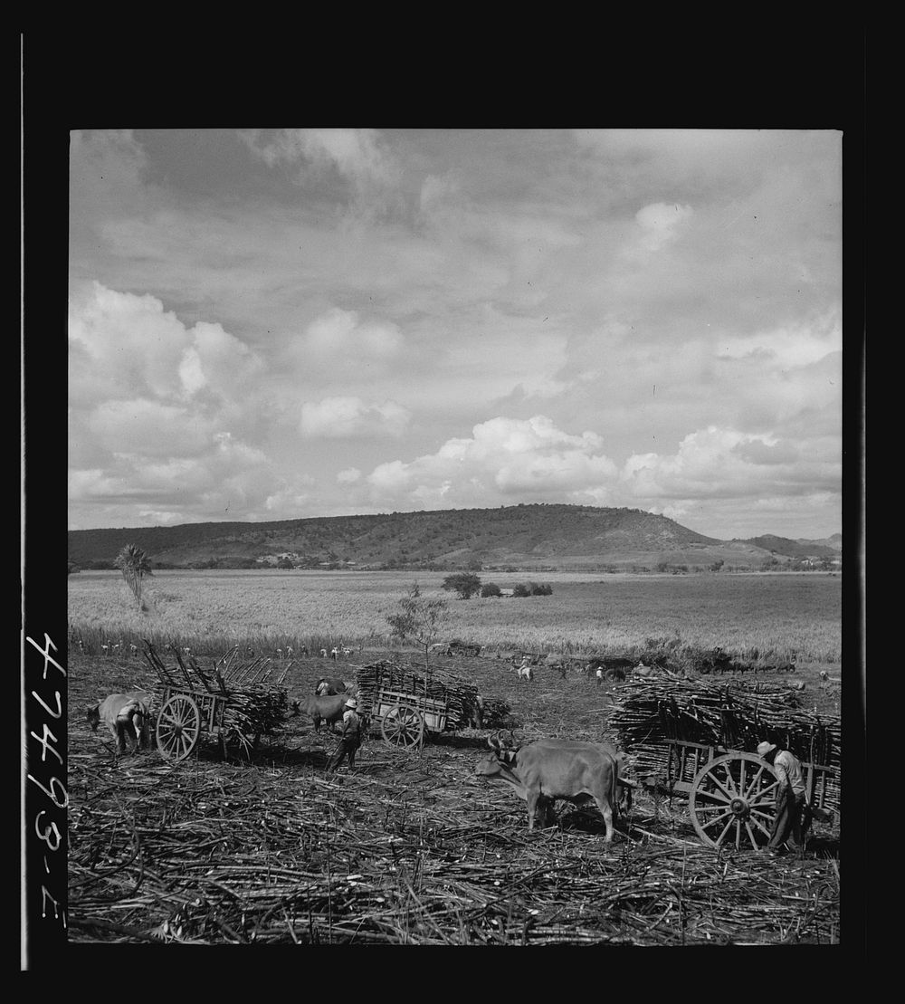 Guanica, Puerto Rico (vicinity). Harvesting sugar cane in a burned field. Burning the cane gets rid of the dense leaves and…