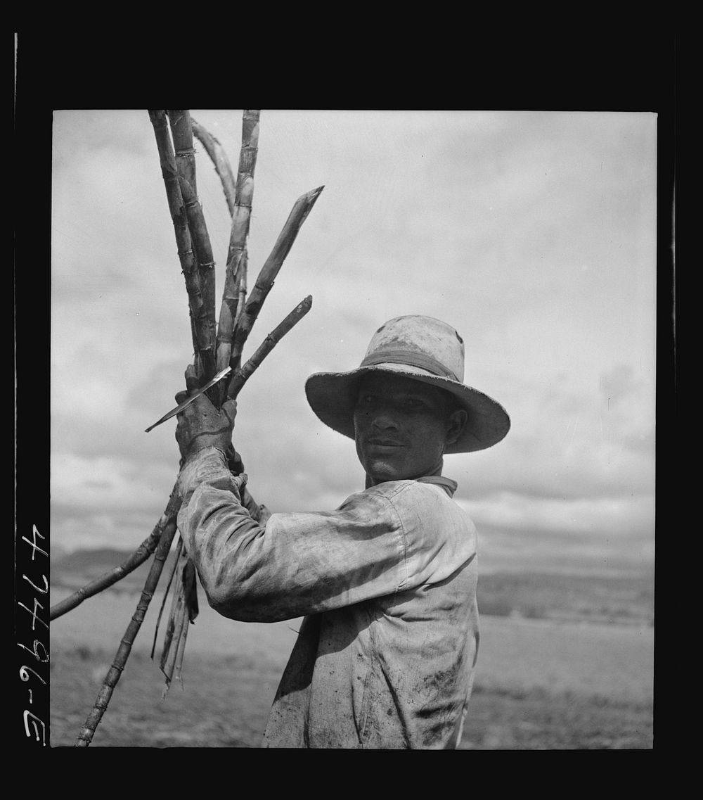 Guanica, Puerto Rico (vicinity). Farm laborer working in a field harvesting burned sugar cane. Sourced from the Library of…