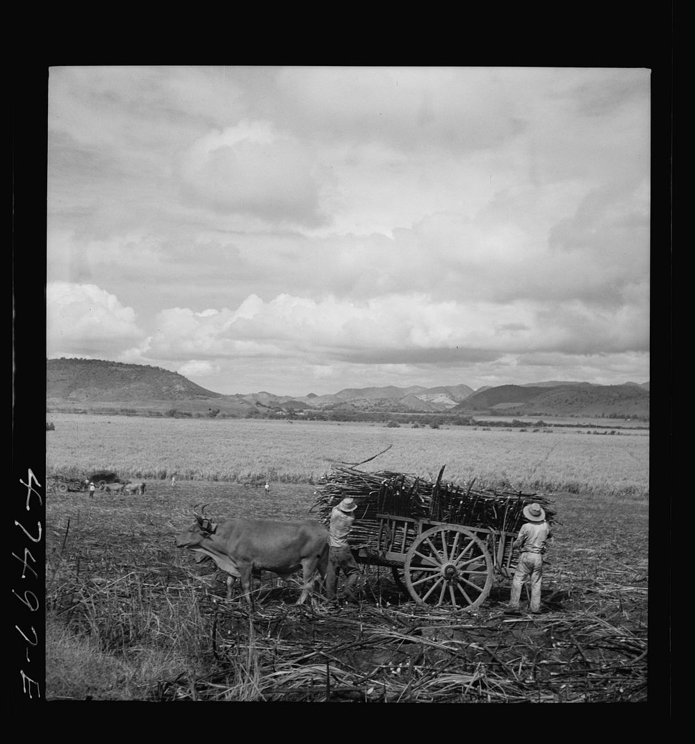 [Untitled photo, possibly related to: Guanica, Puerto Rico (vicinity). Harvesting sugar cane in a burned field. Burning the…