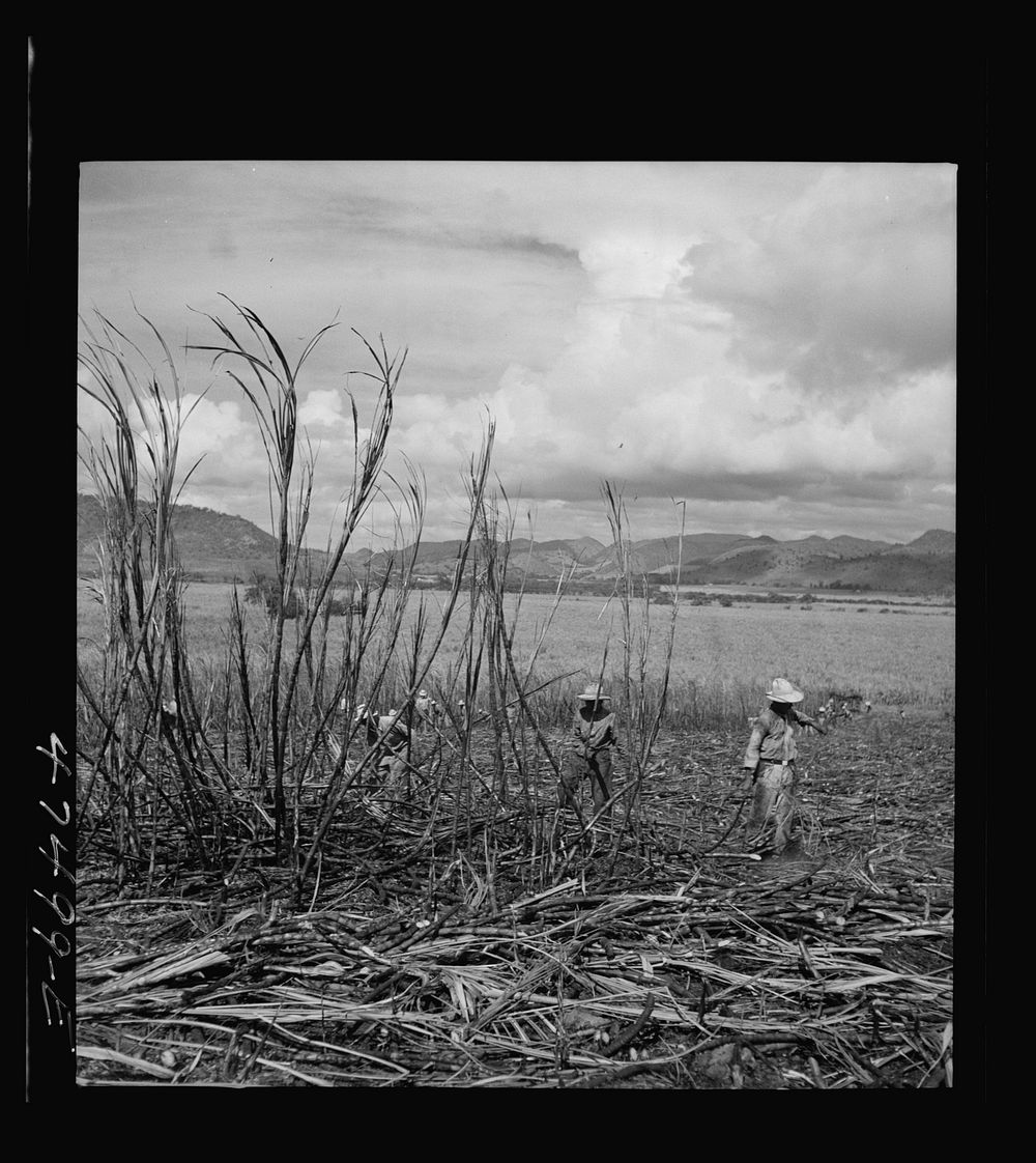 [Untitled photo, possibly related to: Guanica, Puerto Rico (vicinity). Harvesting sugarcane in a burned field. Burning the…