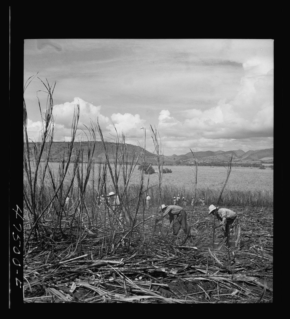 Guanica, Puerto Rico (vicinity). Harvesting sugarcane in a burned field. Burning the sugar cane gets rid of the dense leaves…