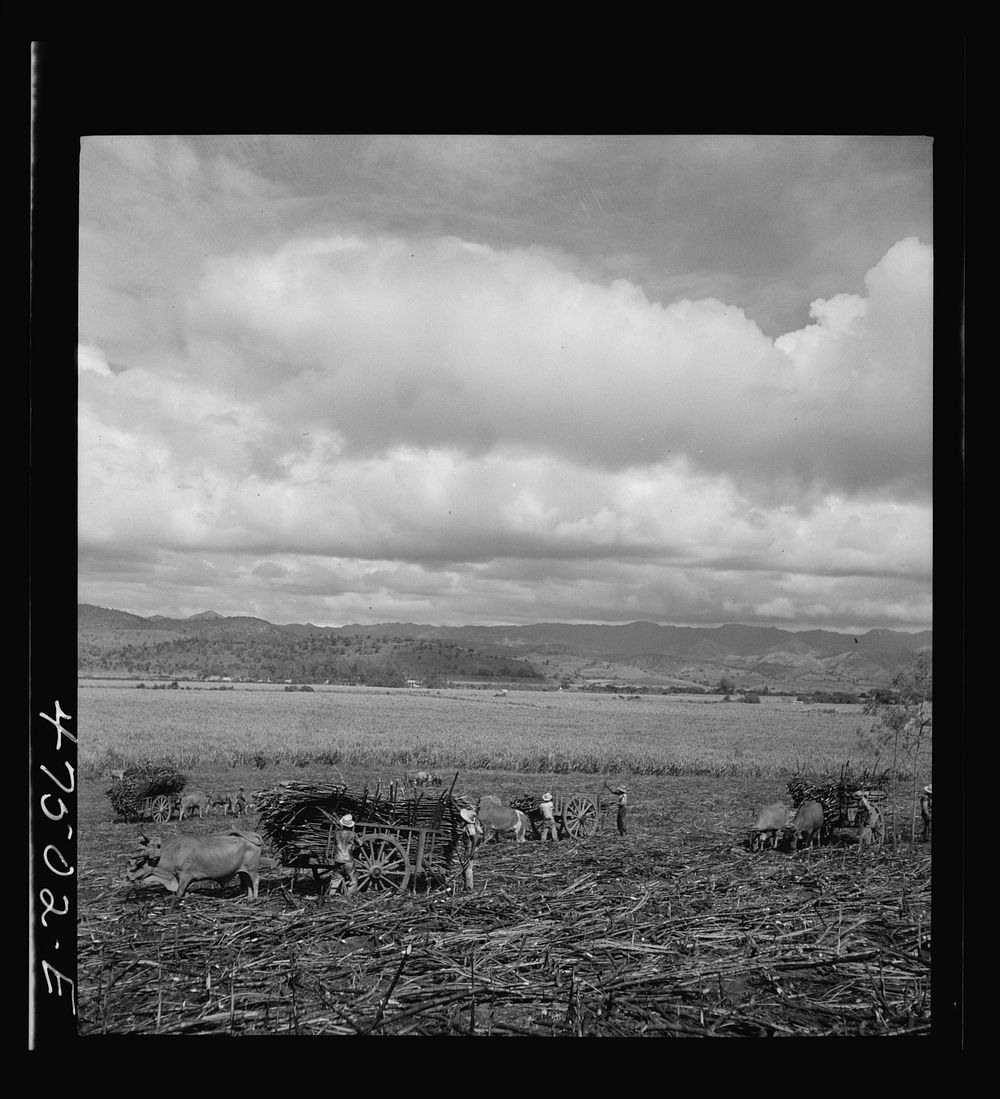 Guanica, Puerto Rico (vicinity). Harvesting sugar cane in a burned field.  Burning the sugar cane gets rid of the dense…
