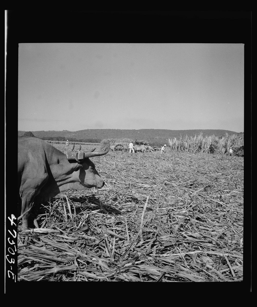 [Untitled photo, possibly related to: Guanica, Puerto Rico (vicinity). Harvesting sugar cane in a burned field. Burning the…