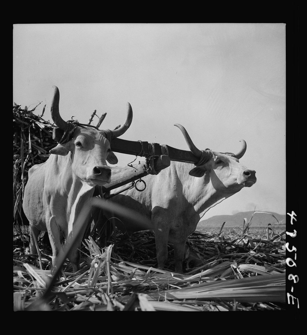 [Untitled photo, possibly related to: Guanica, Puerto Rico (vicinity). "Zebu type" oxen used in the sugar cane fields].…