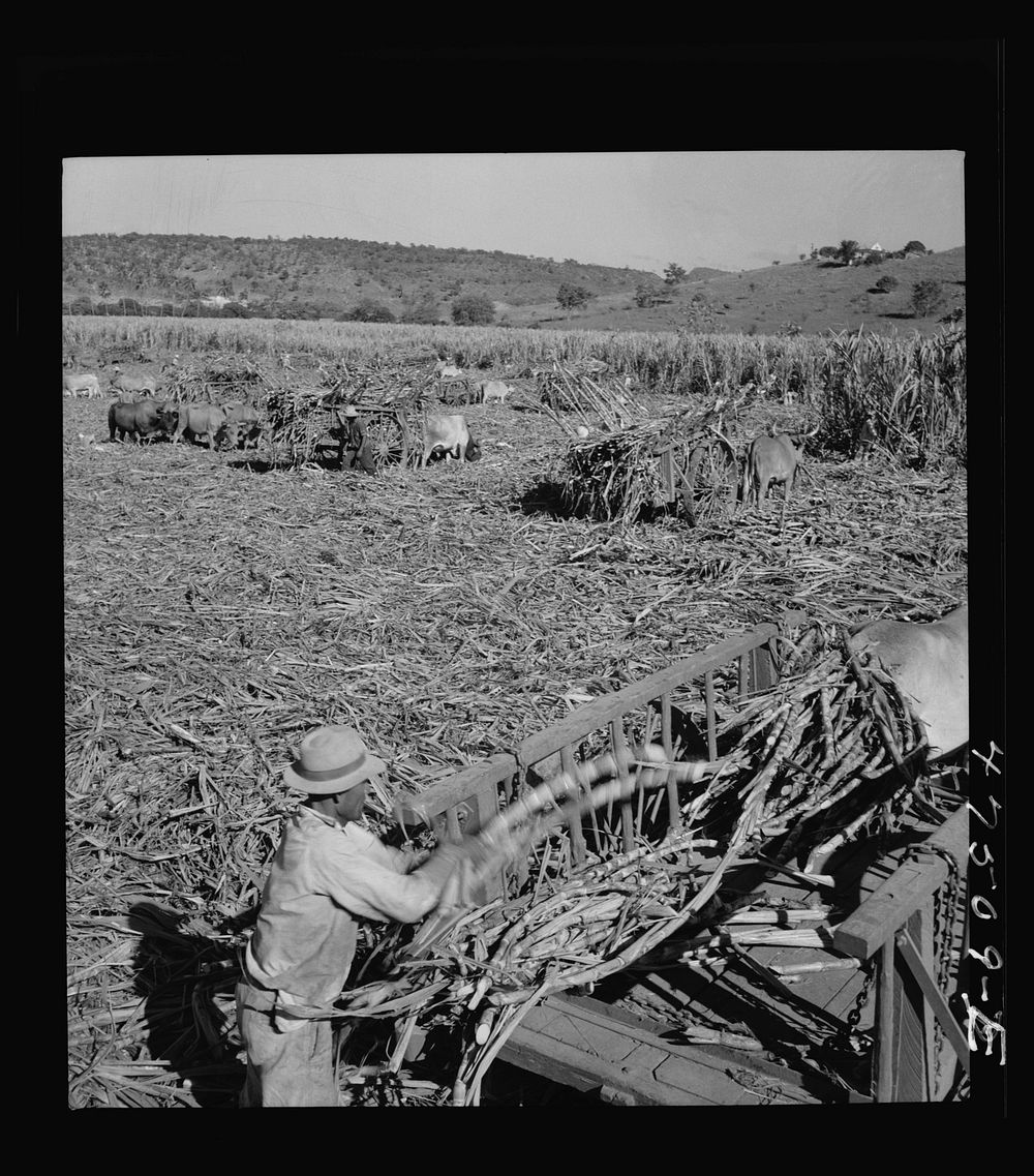 [Untitled photo, possibly related to: Guanica, Puerto Rico (vicinity). Harvesting sugar cane in a burned field.  Burning the…