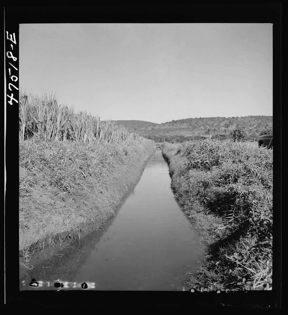 Guanica, Puerto Rico (vicinity). Irrigation ditch in a sugar cane field. Sourced from the Library of Congress.