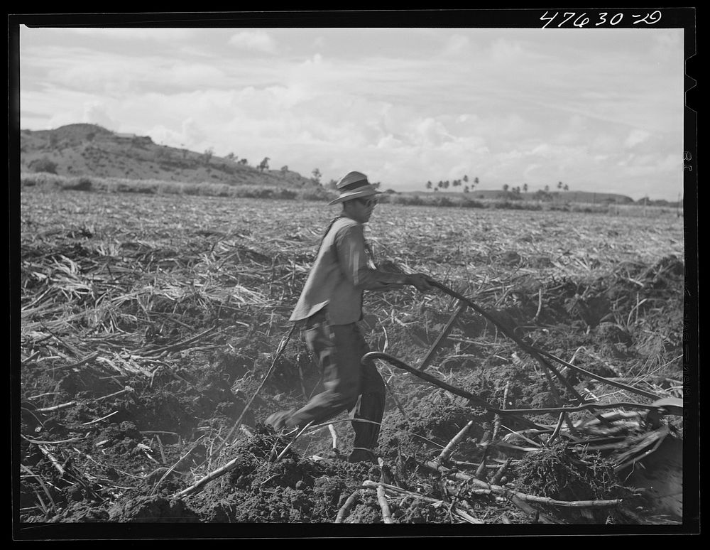 [Untitled photo, possibly related to: Guanica, Puerto Rico. Eight-ox team used to plough furrows in a sugar cane field as a…
