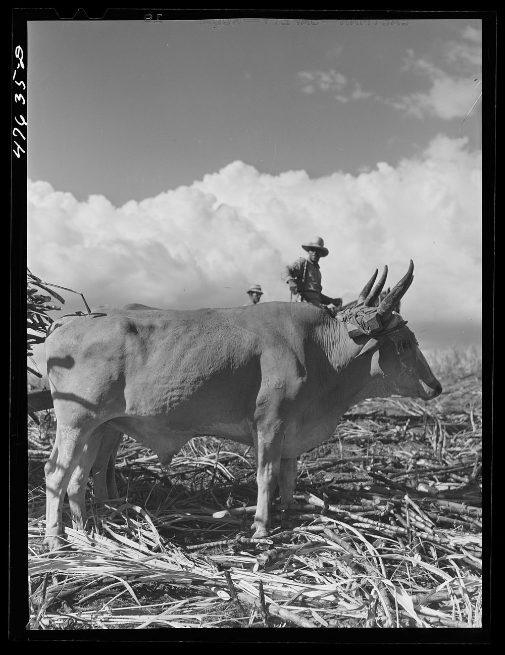 [Untitled photo, possibly related to: Guanica, Puerto Rico (vicinity). Sugar-laden ox carts ready to go to the loading…