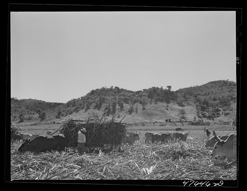 [Untitled photo, possibly related to: Guanica, Puerto Rico (vicinity). Sugar-laden ox carts ready to go to the loading…
