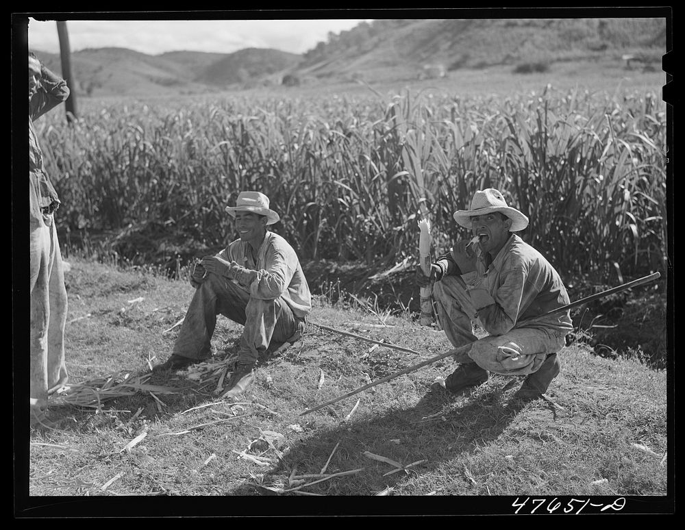 Guanica, Puerto Rico (vicinity). Ox cart drivers eating sugar cane as they wait for their loads to be put on freight cars to…