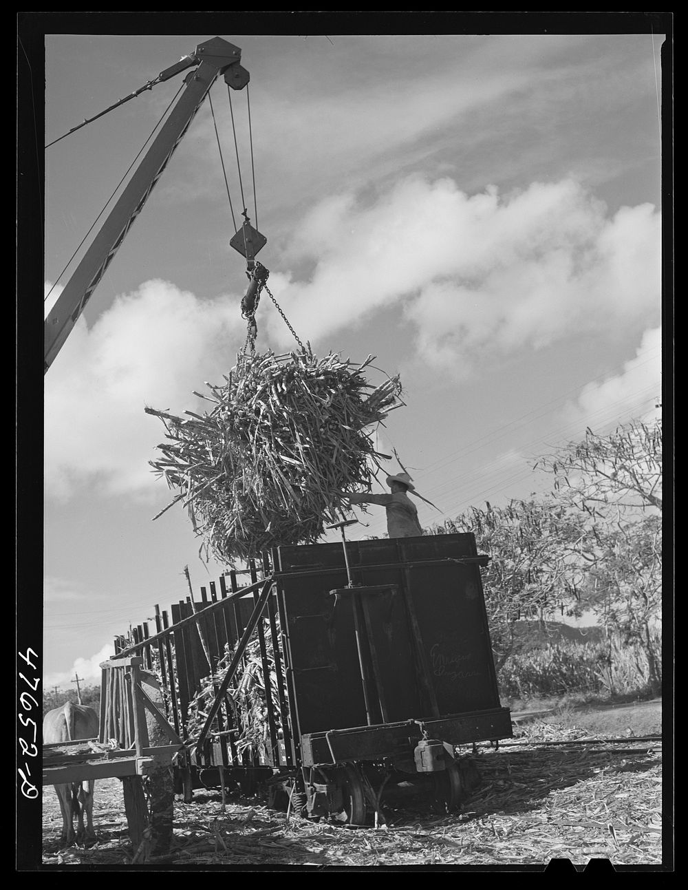 [Untitled photo, possibly related to: Guanica, Puerto Rico (vicinity). At the loading station. Here cane is loaded by crane…