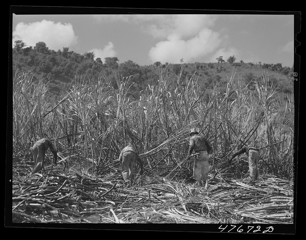 Guanica, Puerto Rico (vicinity). Harvesting cane in a burned field. Burning the fields destroys the dense leaves and makes…