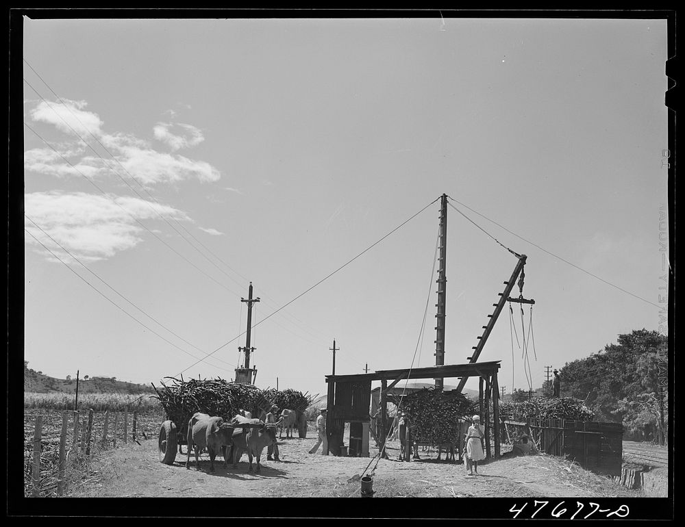 Guanica, Puerto Rico (vicinity). At the loading station. Here cane is loaded by crane on to freight cars to be shipped to…