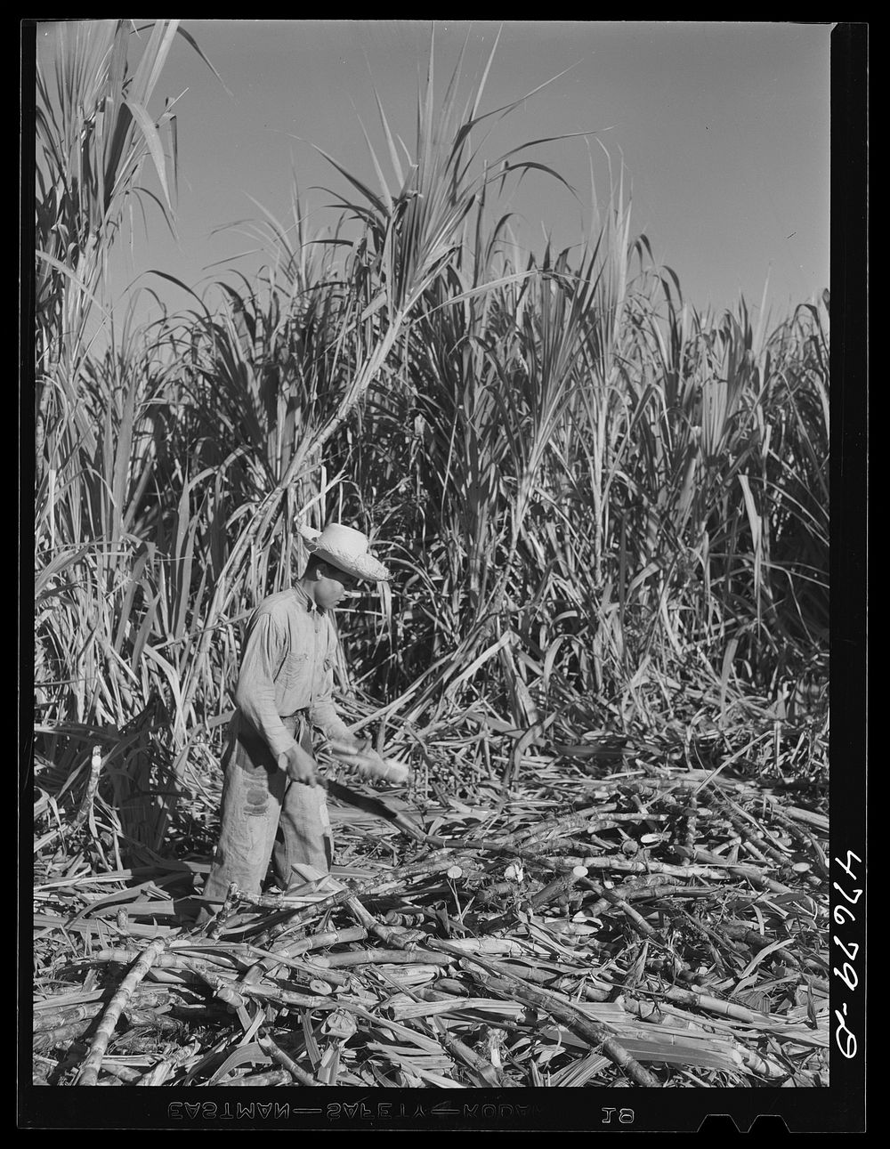 [Untitled photo, possibly related to: Guanica, Puerto Rico (vicinity). Harvesting sugar cane in the field. The cattle in the…