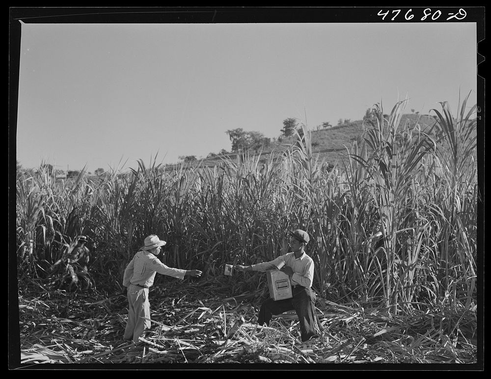 [Untitled photo, possibly related to: Guanica (vicinity), Puerto Rico. It is hot working in the fields and drinking water is…