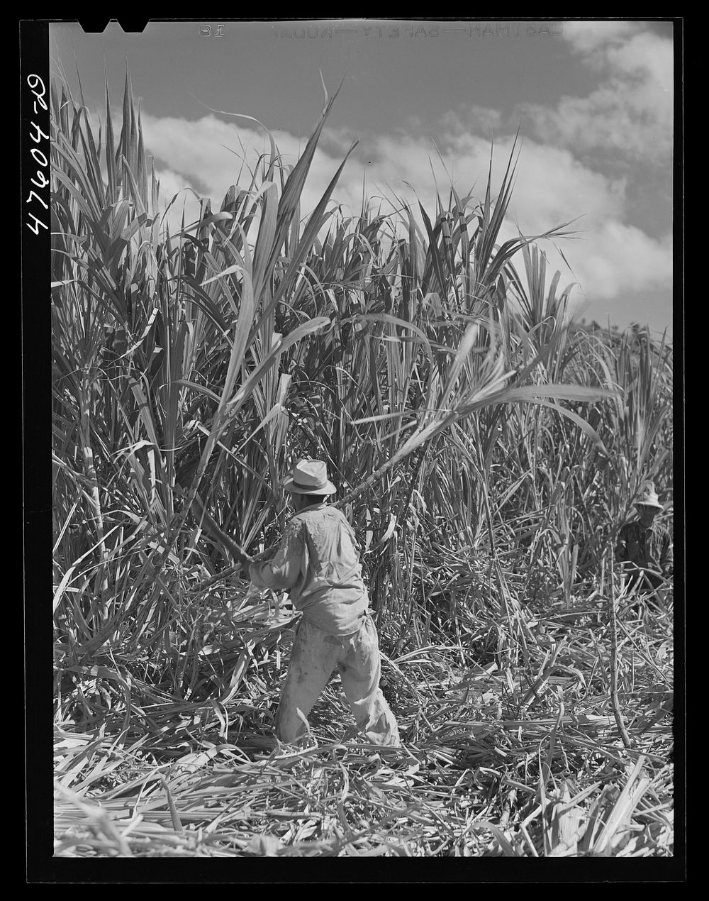[Untitled photo, possibly related to: Guanica, Puerto Rico (vicinity). Cutting sugar cane in the rich sugar area]. Sourced…