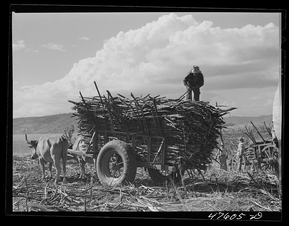 Guanica, Puerto Rico (vicinity). An ox cart load of sugar cane ready to go to the loading station in a sugar field. Sourced…