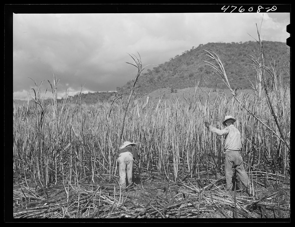 Guanica, Puerto Rico (vicinity). Harvesting sugar cane in a burned field. Burning the fields destroys the dense leaves and…