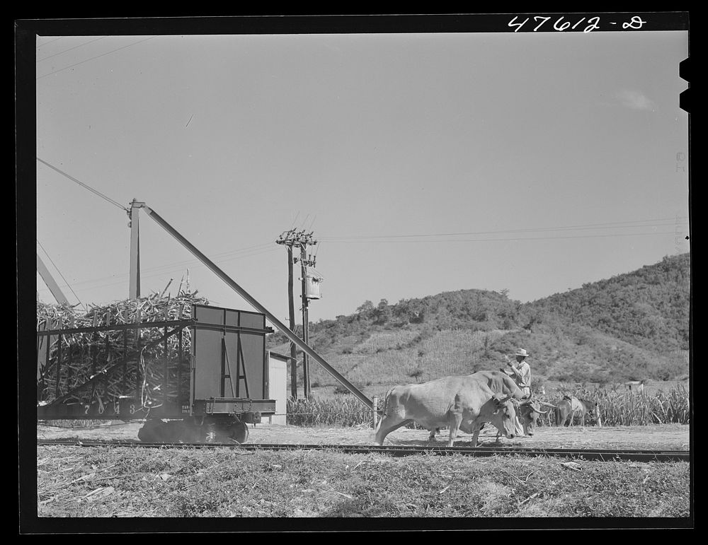 Guanica, Puerto Rico (vicinity). Oxen are used to move freight cars for short distances. Sourced from the Library of…