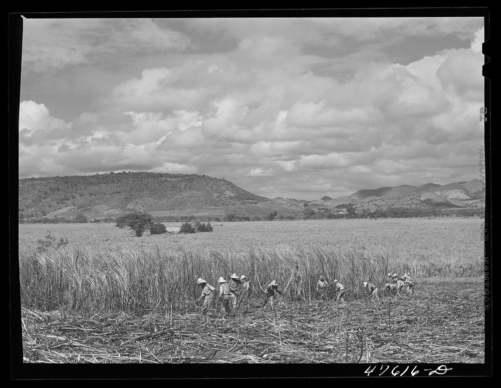 Guanica, Puerto Rico (vicinity). Harvesting sugar cane in a field. The cattle in the background have been let loose to feed…