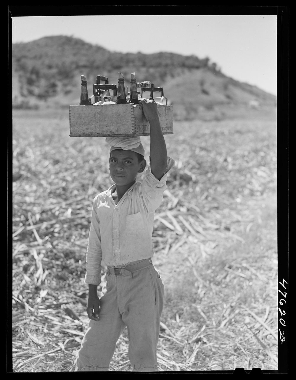 Guanica (vicinity), Puerto Rico. Lunch consisting of rice, beans and coffee being brought to workers in the sugar cane…