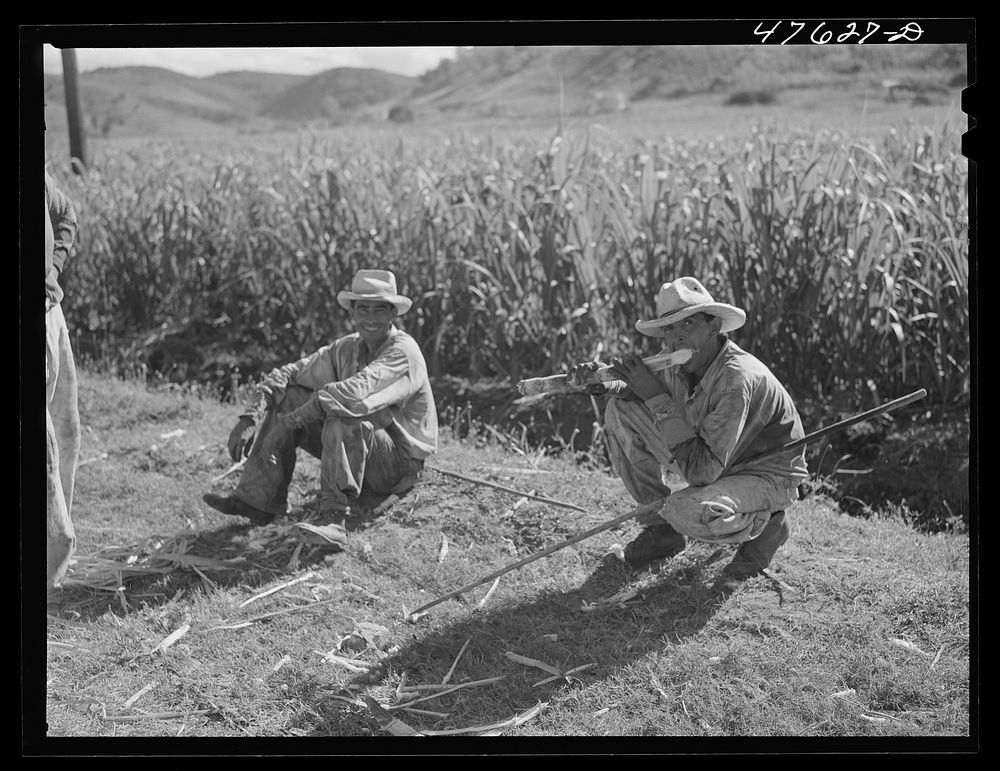[Untitled photo, possibly related to: Guanica, Puerto Rico (vicinity). Ox cart drivers eating sugar cane as they wait for…
