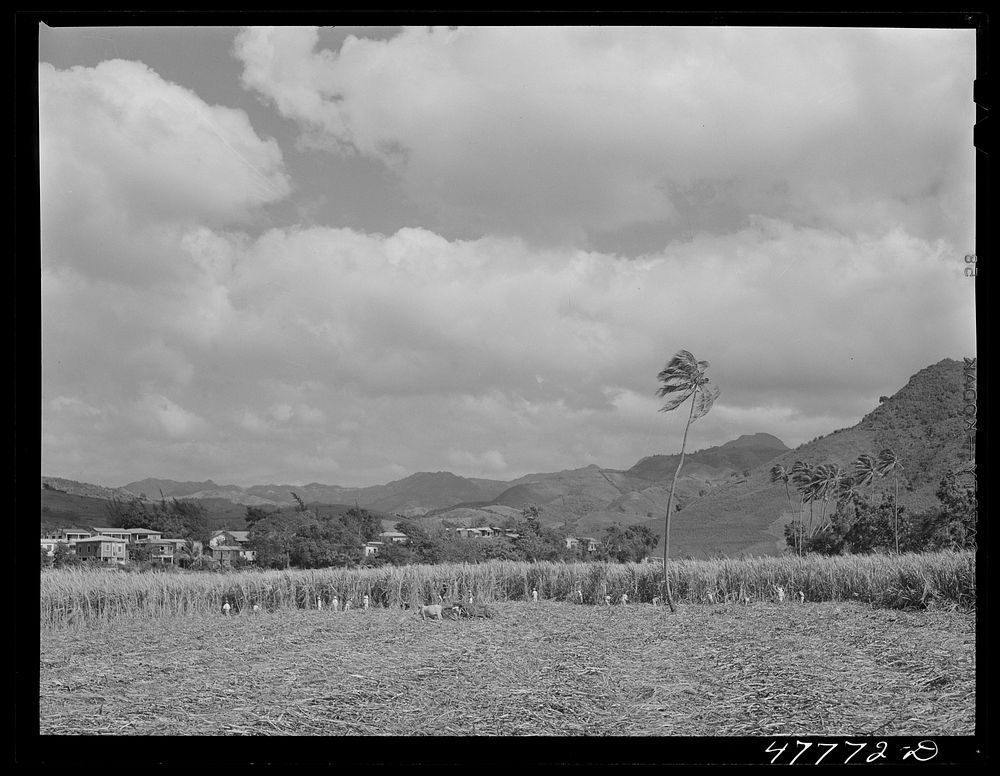 Yauco, Puerto Rico (vicinity). Harvesting sugar cane in a field. Sourced from the Library of Congress.
