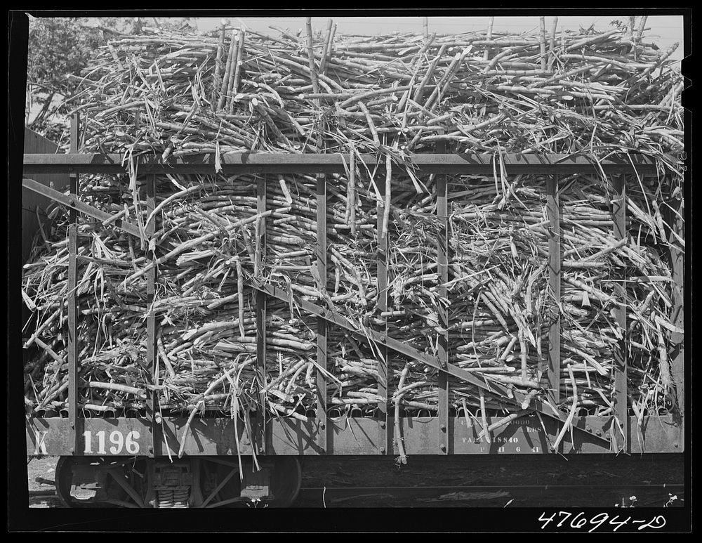 Guanica, Puerto Rico (vicinity). Train load of sugar cane on its way to the sugar mill. Sourced from the Library of Congress.