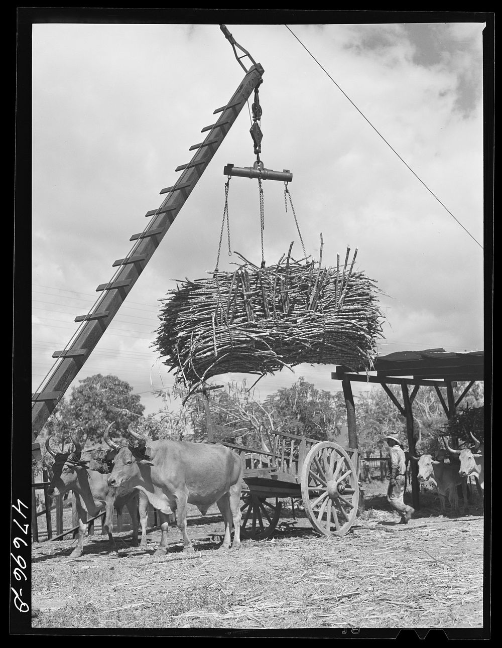 Guanica, Puerto Rico (vicinity). At the loading station. Here cane is loaded by crane on to freight cars to be shipped to…