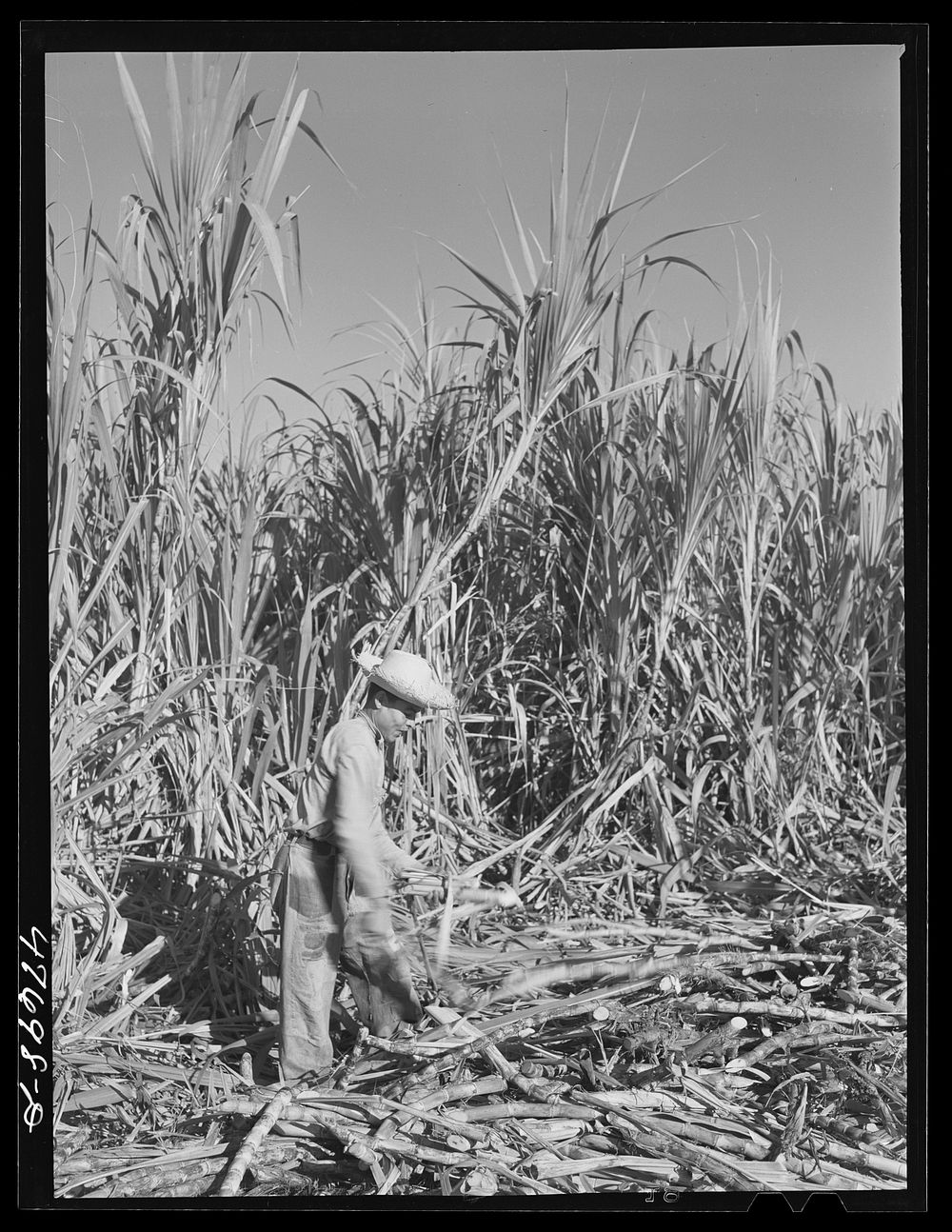[Untitled photo, possibly related to: Yauco, Puerto Rico (vicinity). Harvesting cane in a sugar cane field]. Sourced from…