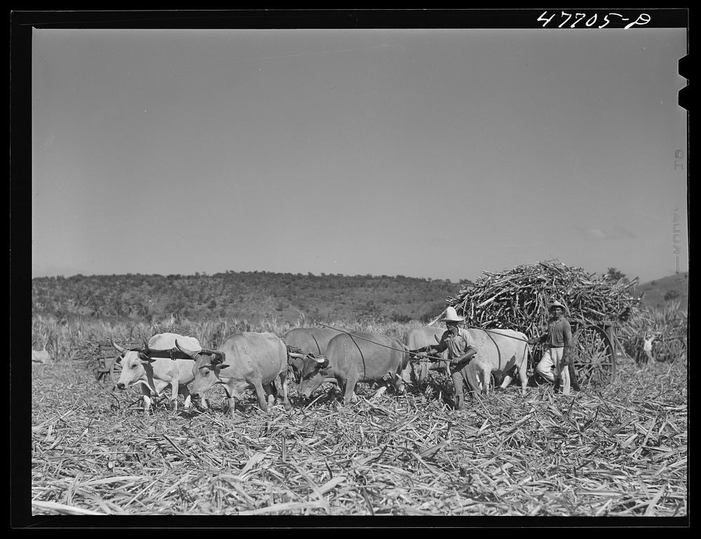 [Untitled photo, possibly related to: Guanica, Puerto Rico (vicinity). Ox cart driver and his team in a sugar field].…