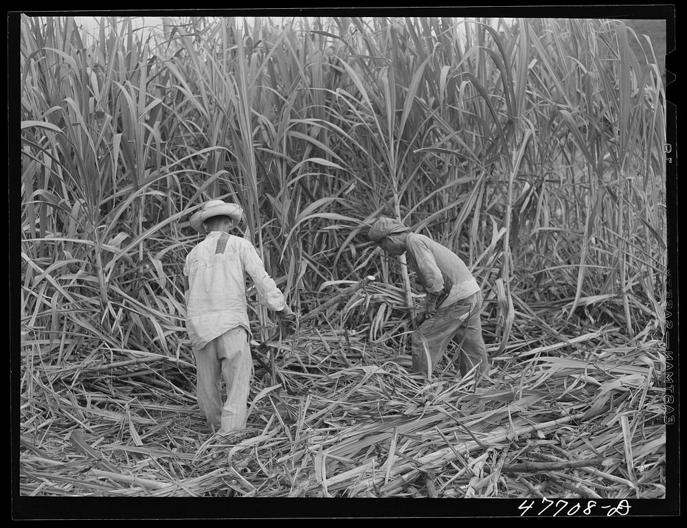 Yauco, Puerto Rico (vicinity). Harvesting cane in a sugar cane field. Sourced from the Library of Congress.