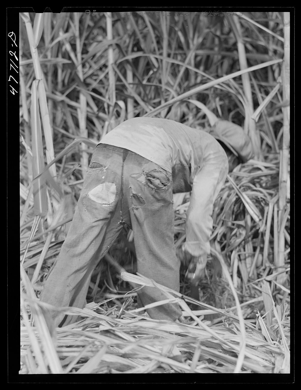 [Untitled photo, possibly related to: Yauco, Puerto Rico (vicinity). Harvesting cane in a sugar cane field]. Sourced from…