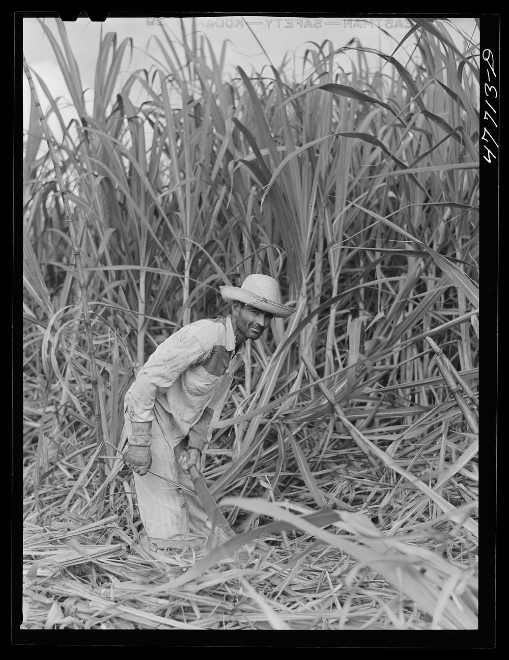 Yauco, Puerto Rico (vicinity). Harvesting sugar cane in a sugar cane field. Sourced from the Library of Congress.