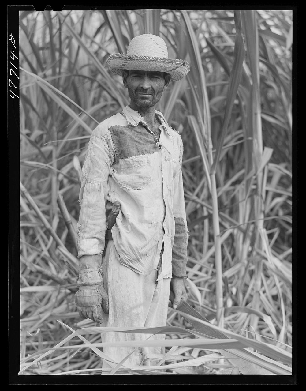 Yauco, Puerto Rico (vicinity). Farm laborer who was cutting sugar cane in a field. Sourced from the Library of Congress.