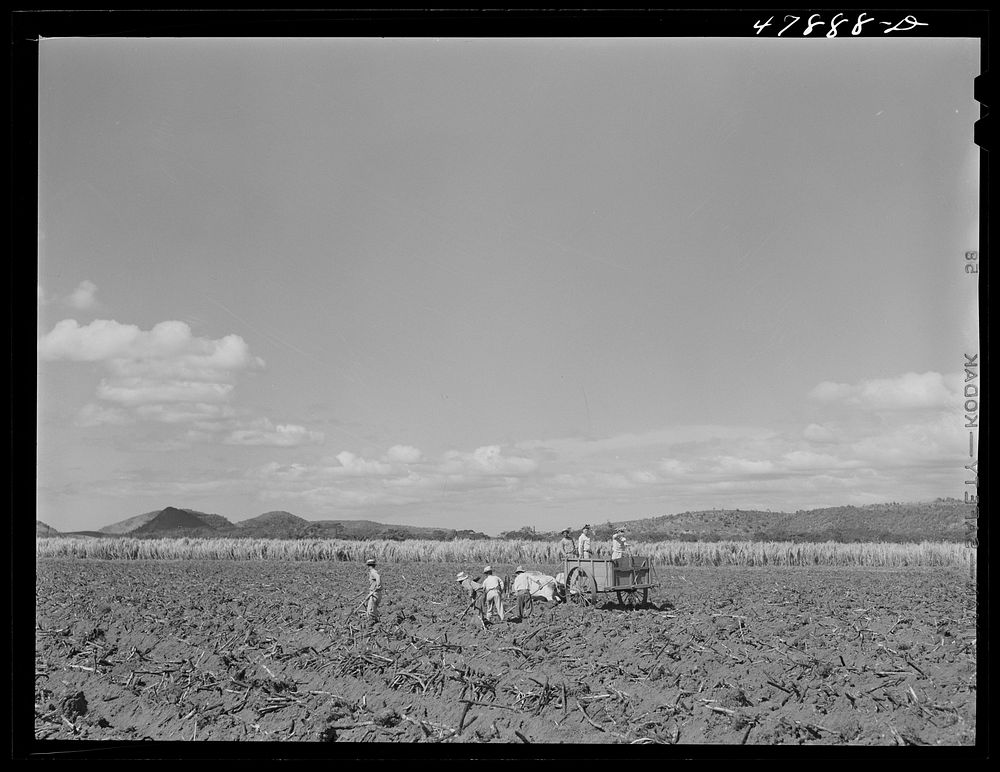 [Untitled photo, possibly related to: Guanica, Puerto Rico (vicinity). On a large plantation, sugar cane seed carried in…