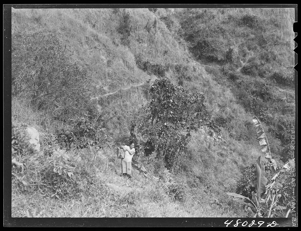 Utuado, Puerto Rico (vicinity). Carrying water home from the spring in the hills. Sourced from the Library of Congress.