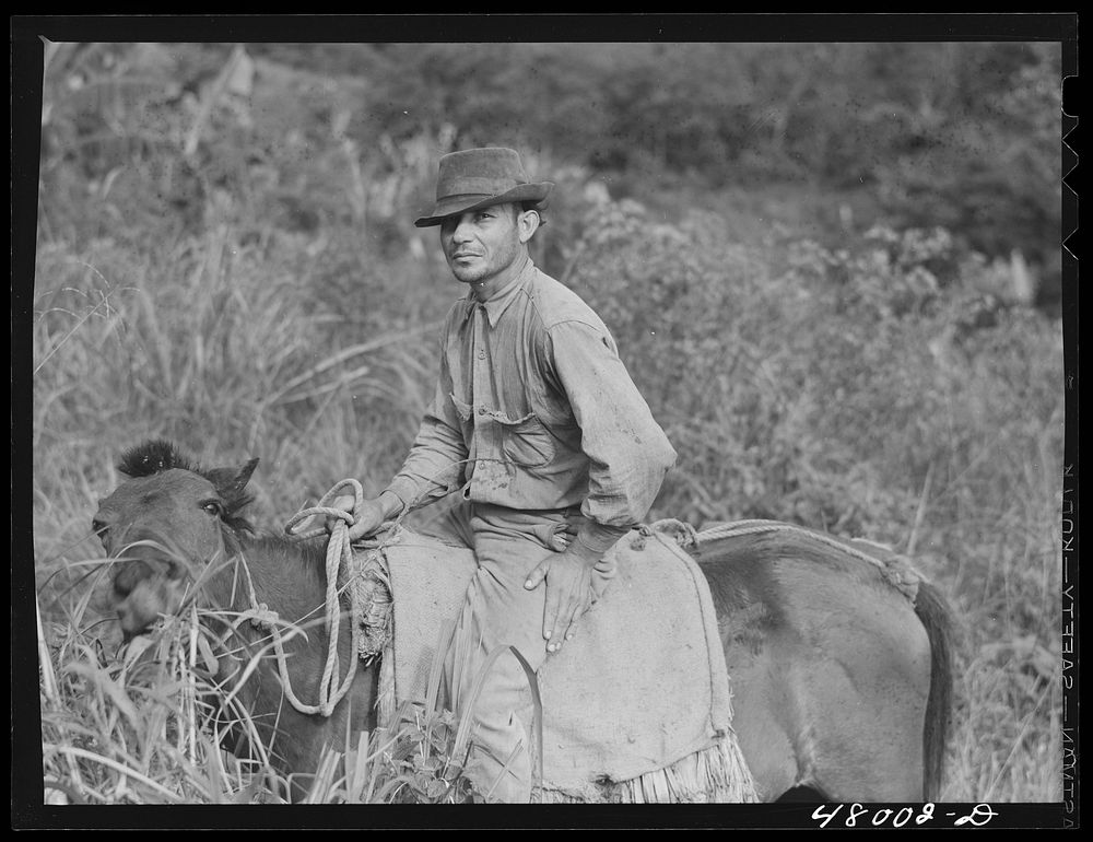 [Untitled photo, possibly related to: Utuado, Puerto Rico (vicinity). Farm laborer who is participating in FSA (Farm…