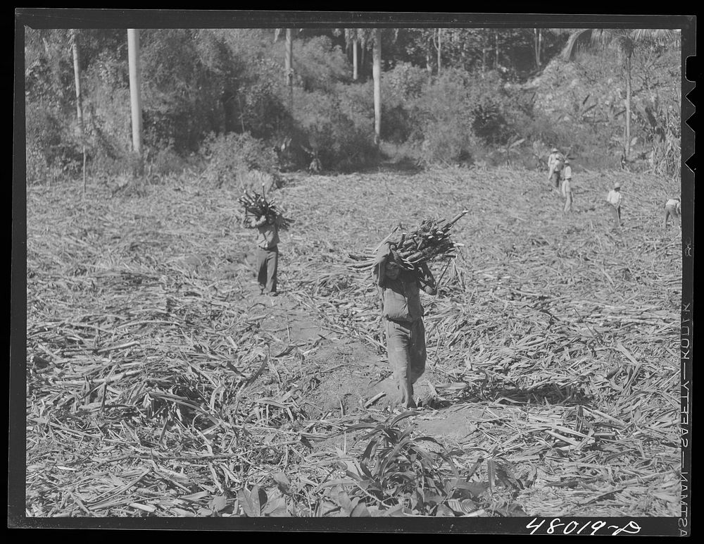 San Sebastian, Puerto Rico (vicinity). Harvesting cane in the poor hill area between San Sebastian and Camuy. Sourced from…