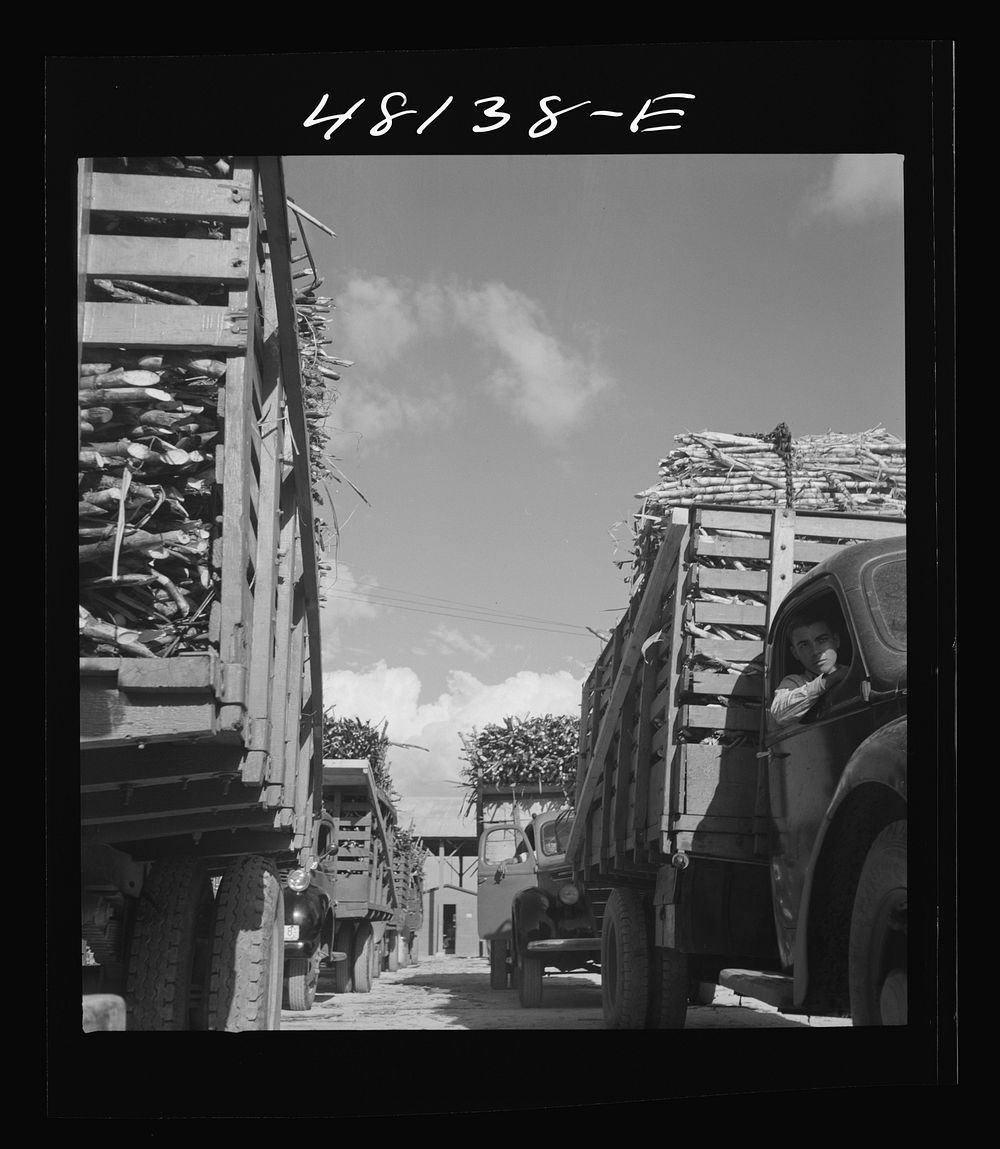 Arecibo (vicinity), Puerto Rico. Truck loads of sugar cane waiting to unload at "central". Sourced from the Library of…