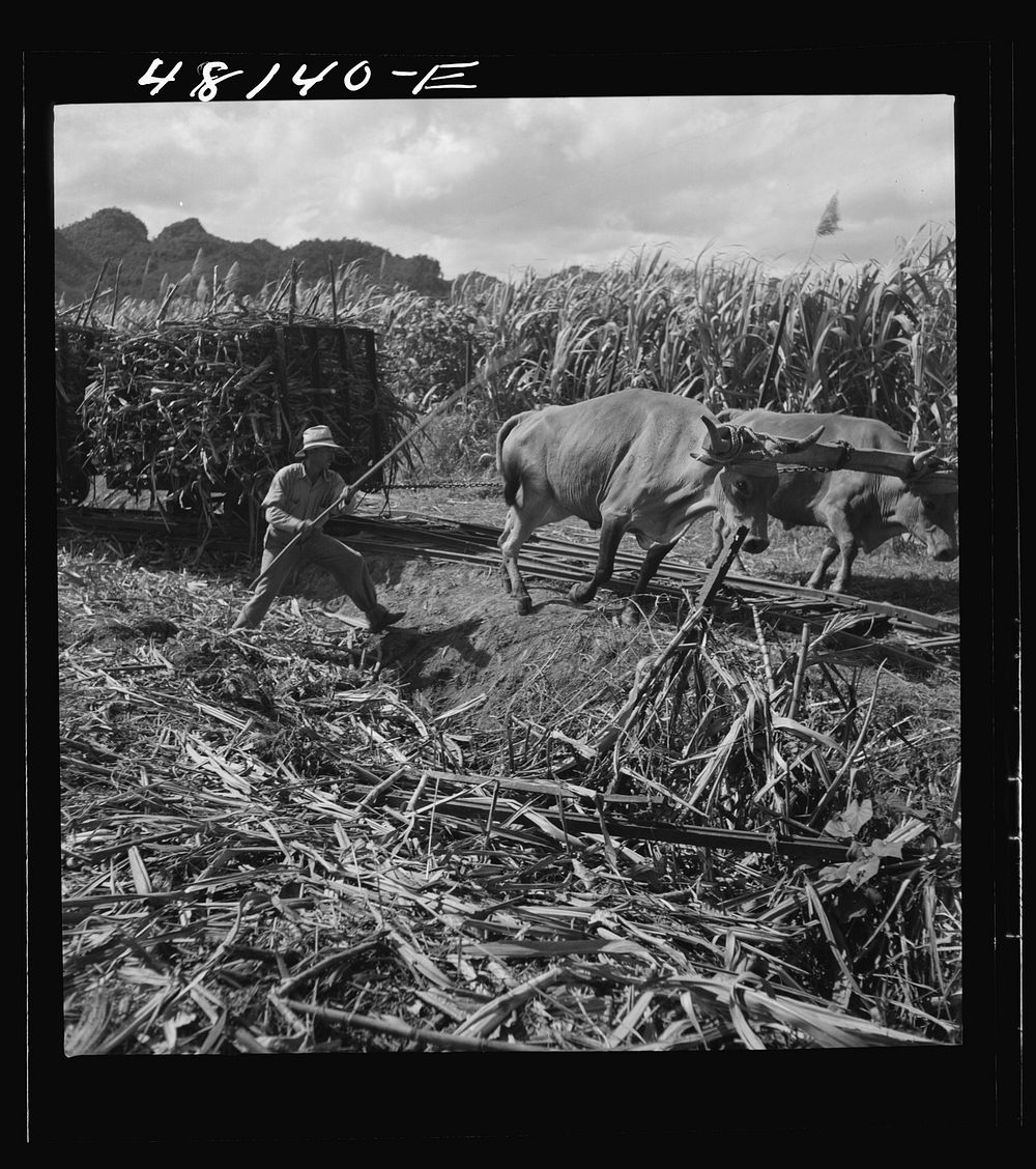 Arecibo, Puerto Rico (vicinity). In many areas portable tracks are used in hauling small carloads of sugar cane across the…
