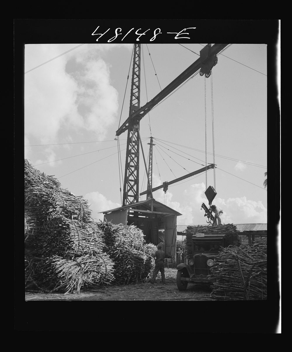 [Untitled photo, possibly related to Crane at a "central" sugar cane gathering place, San Sebastian vicinity, Puerto Rico].…