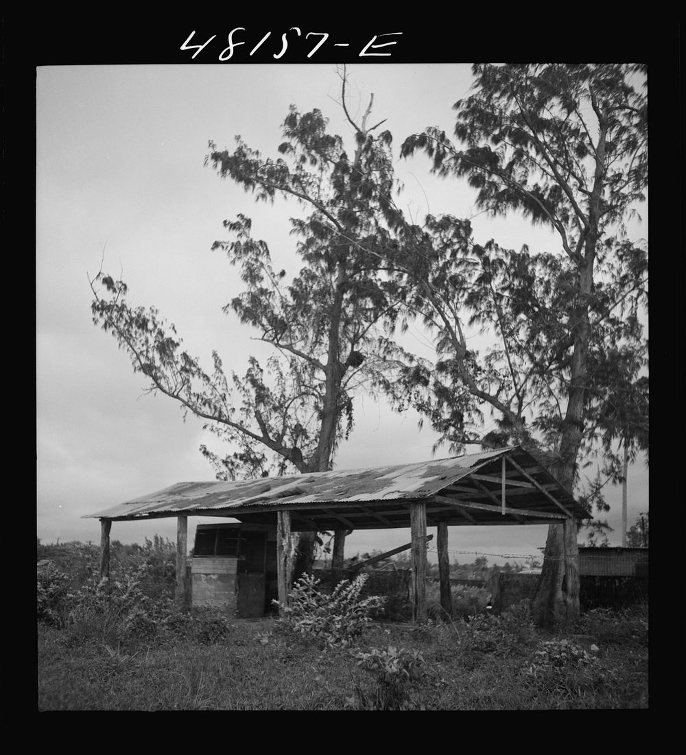 Santurce, Puerto Rico (vicinity). A shed on the property which FSA (Farm Security Administration) is buying for a land and…