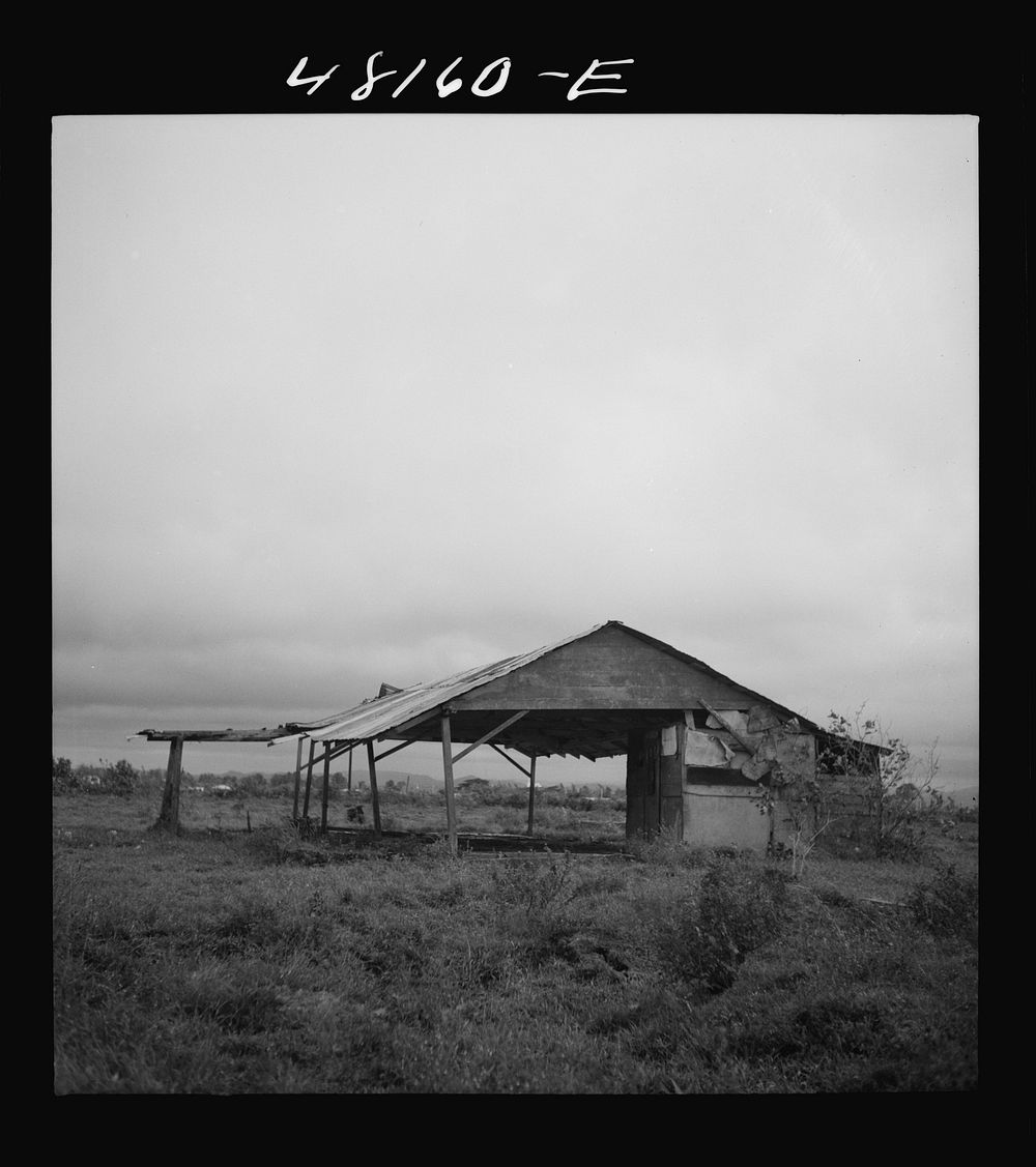 Santurce, Puerto Rico (vicinity). A barn on the property which FSA (Farm Security Administration) is buying for a land and…