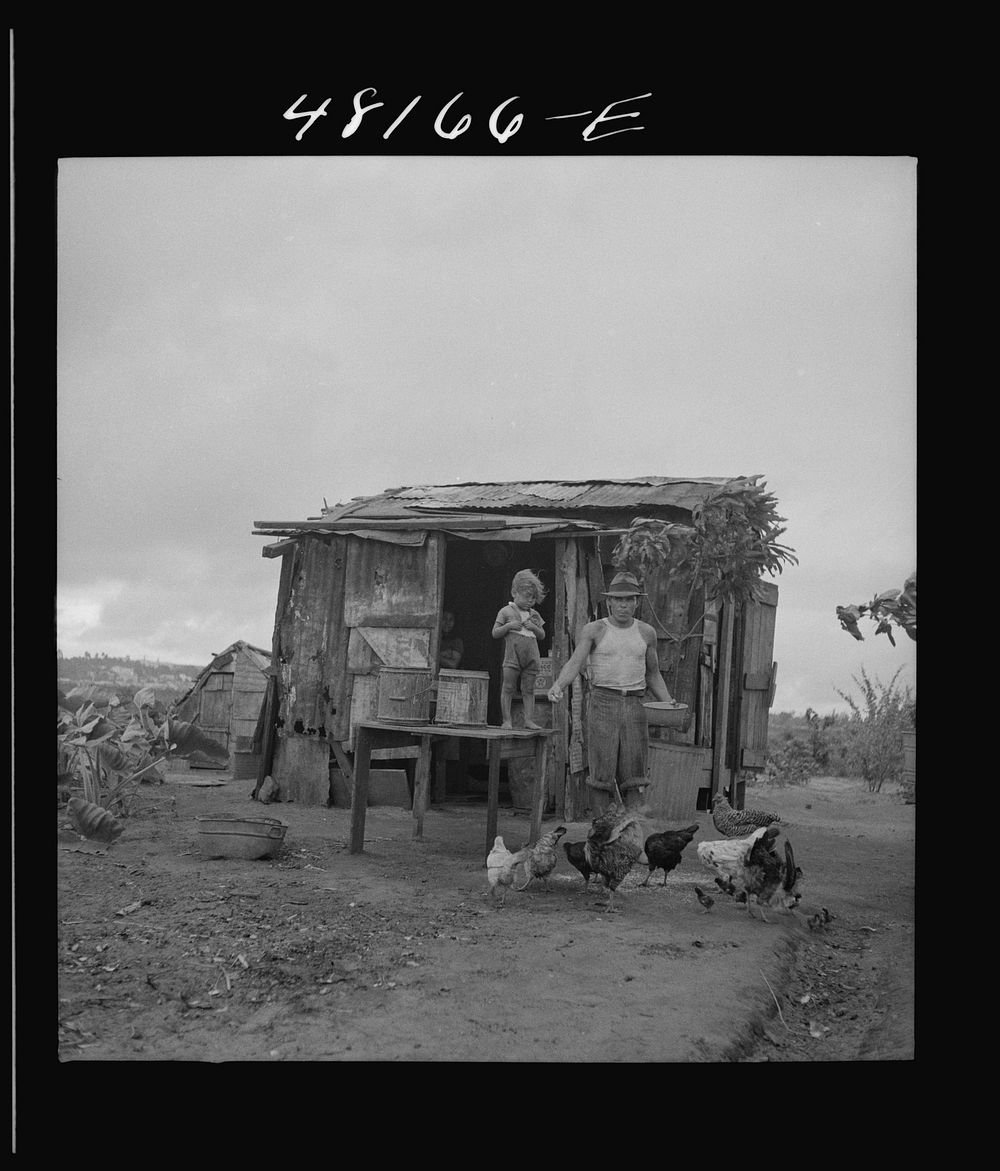 Santurce, Puerto Rico (vicinity). A squatter who has a small farm on the land which FSA (Farm Security Administration) is…