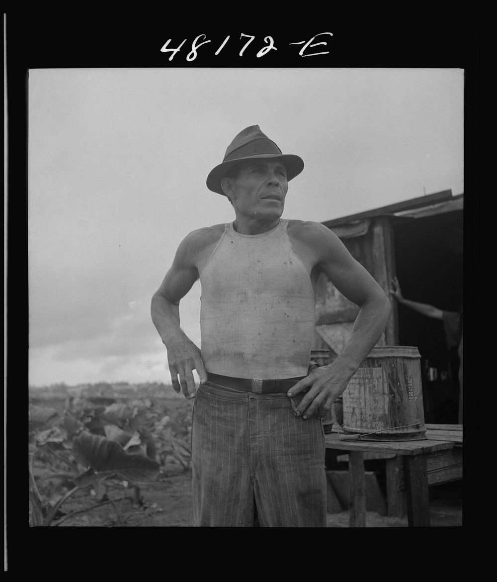 [Untitled photo, possibly related to: Santurce, Puerto Rico (vicinity). A squatter who has a small farm on the land which…