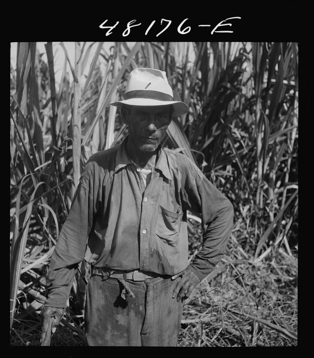 Rio Piedras, Puerto Rico (vicinity). One of the FSA (Farm Security Administration) tenant purchase farmers participating in…