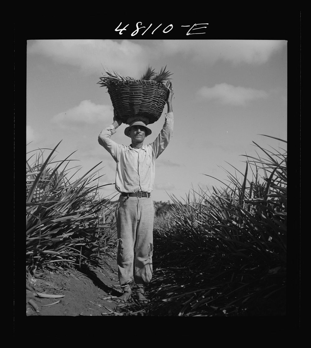 [Untitled photo, possibly related to: Manati, Puerto Rico (vicinity). On a pineapple plantation]. Sourced from the Library…
