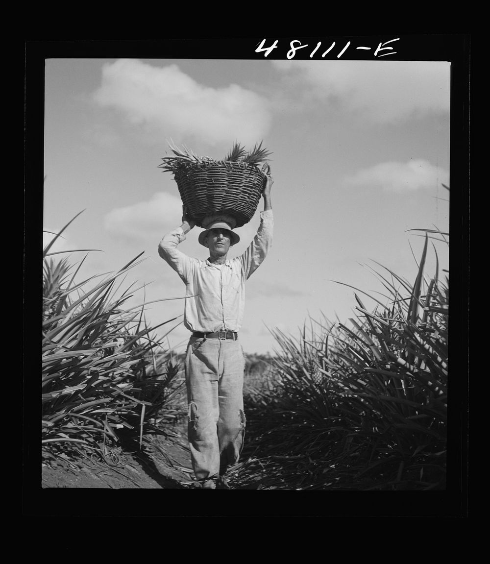 [Untitled photo, possibly related to: Manati, Puerto Rico (vicinity). On a pineapple plantation]. Sourced from the Library…