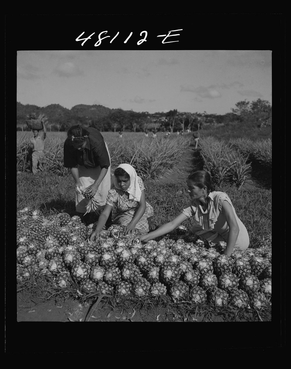 Manati, Puerto Rico (vicinity). On a pineapple plantation. Sourced from the Library of Congress.